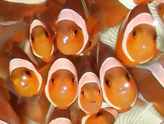 Photo of Clown Fish
