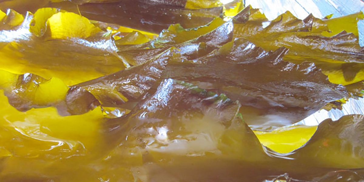 Sugar Kelp