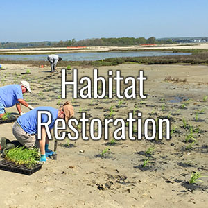 Habitat Restoration