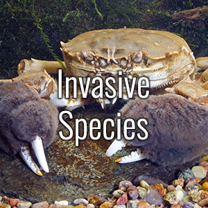 Invasive Species