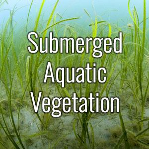 Submerged Aquatic Vegetation