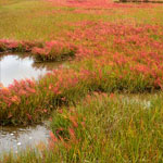 Salt Marsh