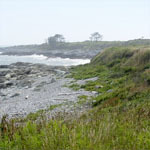 Salt Marsh