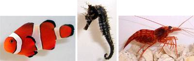 Species