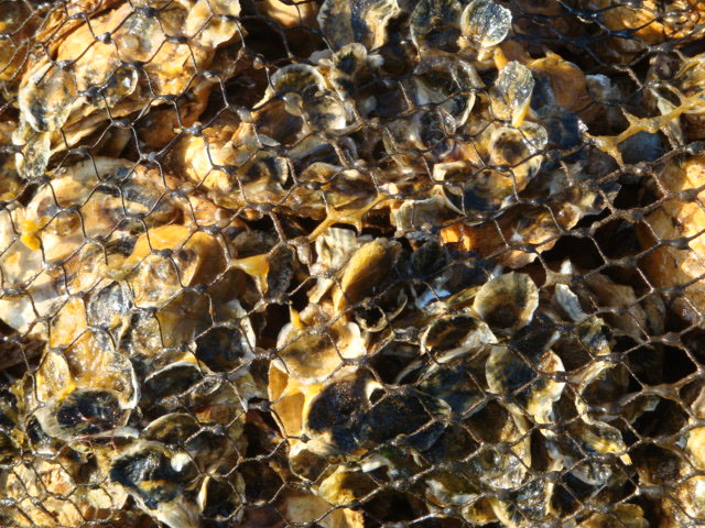Oysters