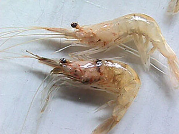Asian Shrimp
