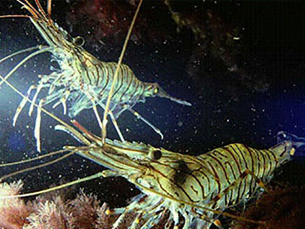 European Shrimp
