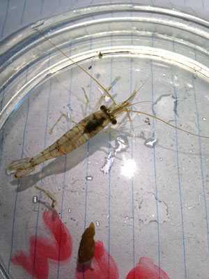Shrimp