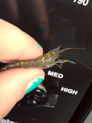 Shrimp