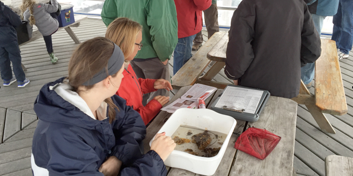 Coastweeks attendees try to identify their specimens