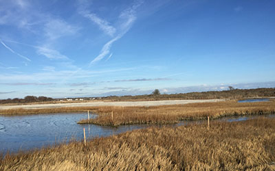 Ninigret salt marsh