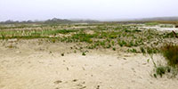 Ninigret marsh tour