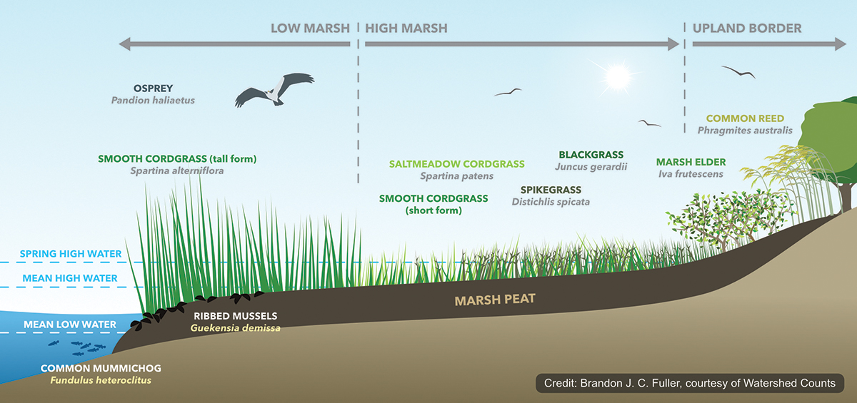 Cross-section of a healthy salt marsh