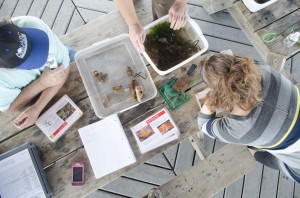Participants of Coastweeks