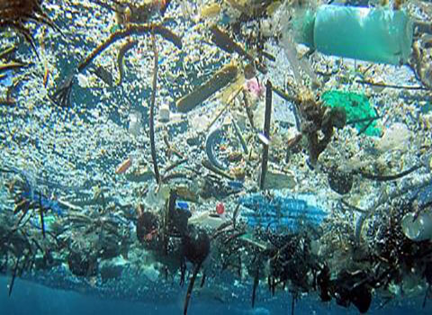Harbor trash