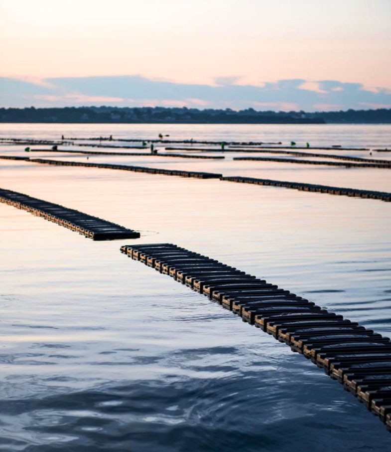 Oysters growing in low-profile floating baskets