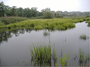 Marsh