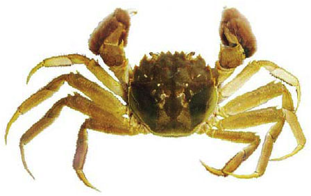 hinese mitten crab