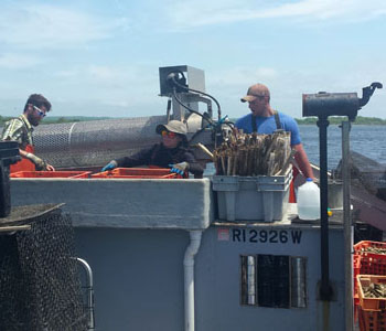 Workers sort and prepare mature oysters