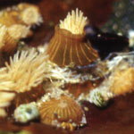Invasive species
