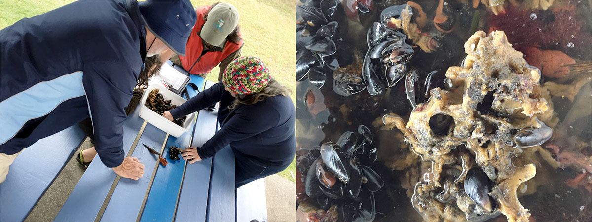 Identifying samples and orange or red sheath tunicates