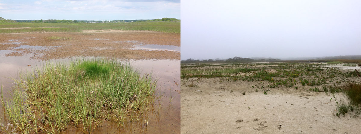 Degraded salt marsh prior to restoration and post-restoration