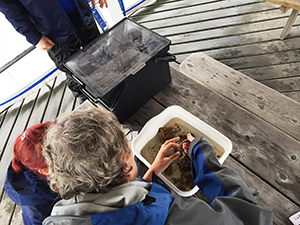 Examining aquatic species