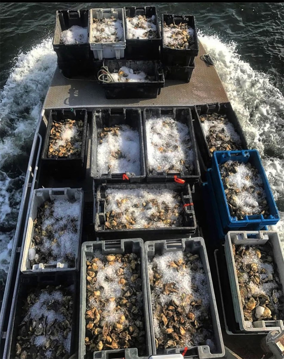 Oysters harvested from Pt. Judith Pond are put on ice on their way to market