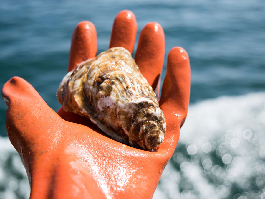 Hand holding oyster