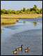 Rules and Regulations Governing the Protection and Management of Freshwater Wetlands in the Vicinity of the Coast
